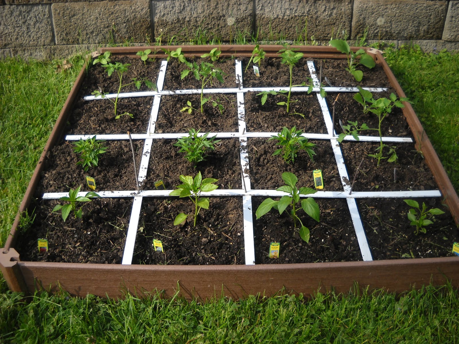 Green thai peppers